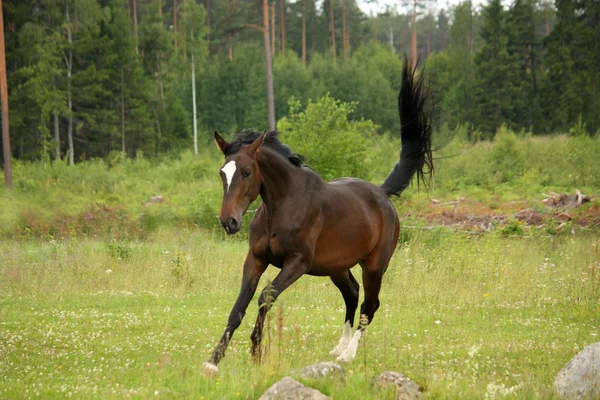 Caballo marrón galopando en el campo — Foto de Stock