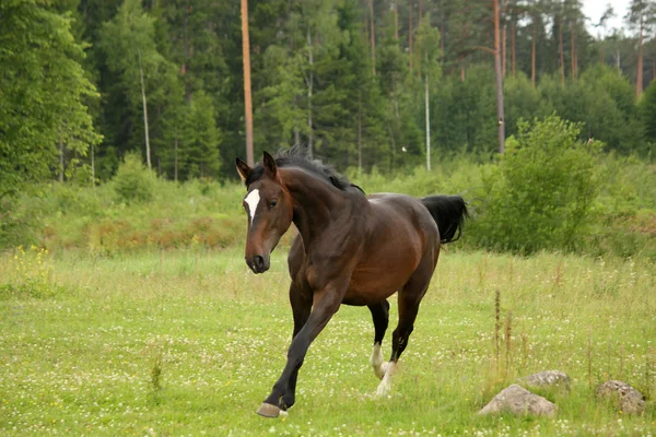 Hnědý kůň tryskem na pole — Stock fotografie