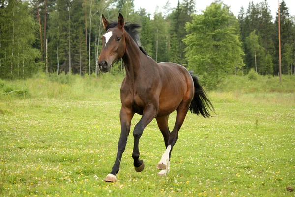 フィールドでギャロッピング茶色の馬 — ストック写真