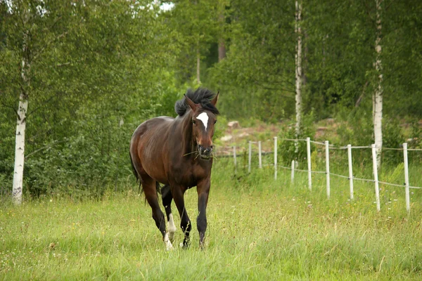 Ló ügetés területén-öböl — Stock Fotó