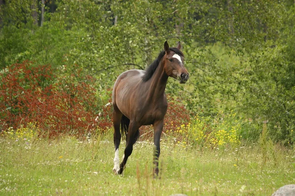 Bay horse trotting at the field — Stock Photo, Image