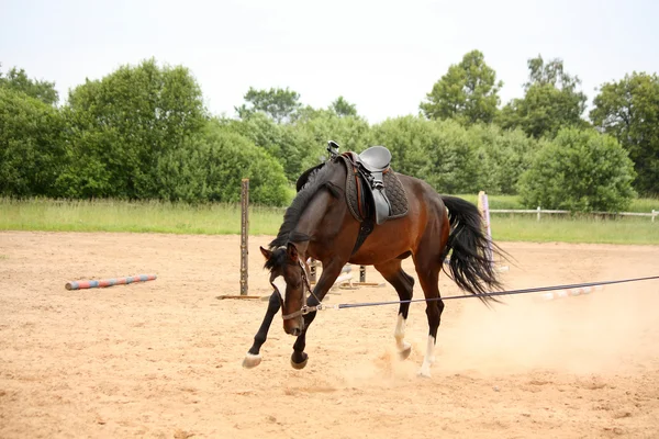 Brun häst apteringen på longe line — Stockfoto
