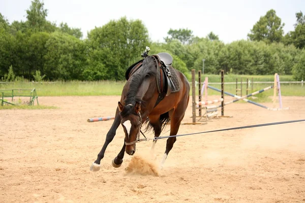Brown playful latvian breed horse bucking and trying to get rid — Stock Photo, Image