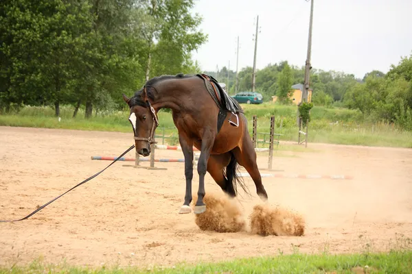 Kahverengi oynak Letonca cins at ıkınma ve kurtulmaya çalışıyor — Stok fotoğraf