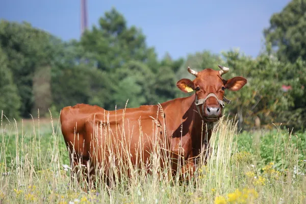 Brun lettiska ko på betet — Stockfoto