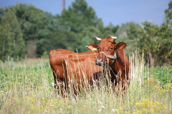 Brun lettiska ko på betet — Stockfoto