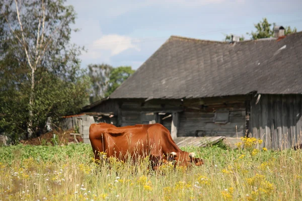 Коричневая латышская корова на пастбище возле деревянного сарая — стоковое фото