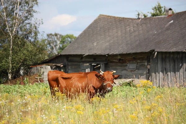 Vaca marrom letã no pasto perto do celeiro de madeira — Fotografia de Stock