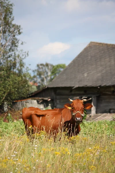 Vaca marrom letã no pasto perto do celeiro de madeira — Fotografia de Stock