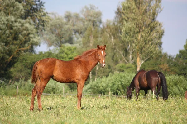 Mignon châtaignier jeune poulain debout au pâturage — Photo