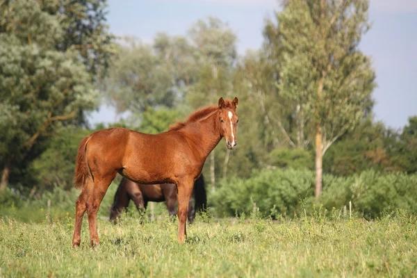 Chestnut foal standing at the pasture — Stock Photo, Image