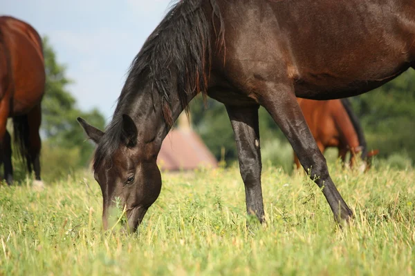Черная лошадь ест траву на пастбище — стоковое фото