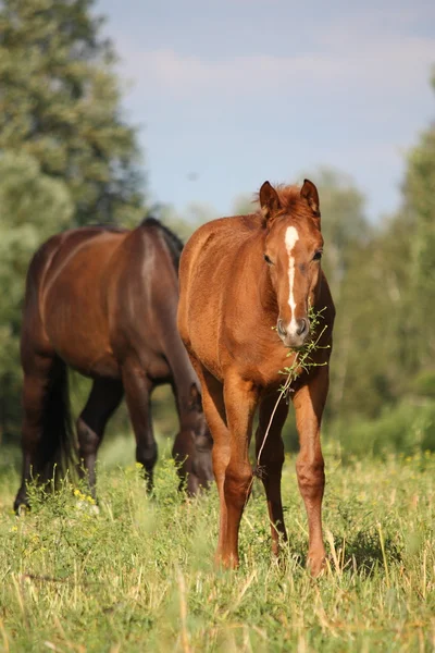 Kastanienfohlen frisst Gras auf der Weide — Stockfoto