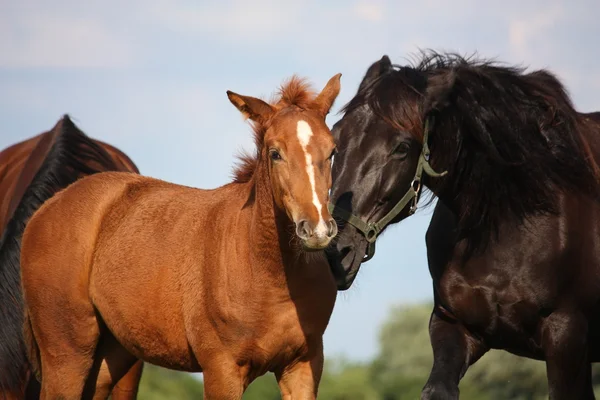 Beautiful chestnut foal and his mother — Stock Photo, Image