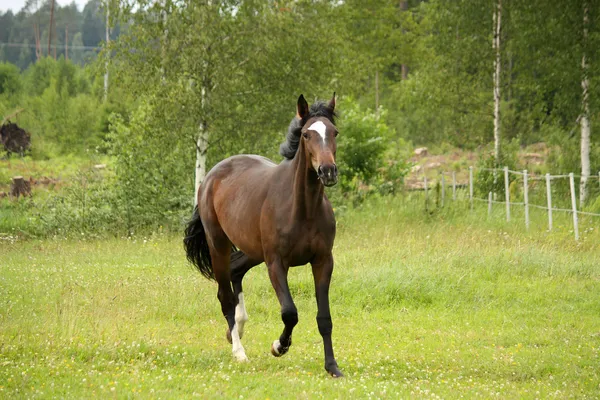 Bay horse trotting at the field Royalty Free Stock Images