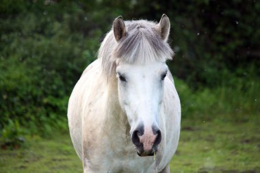 sevimli beyaz midilli