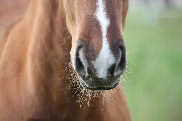 栗の子馬の口輪をクローズ アップ — ストック写真