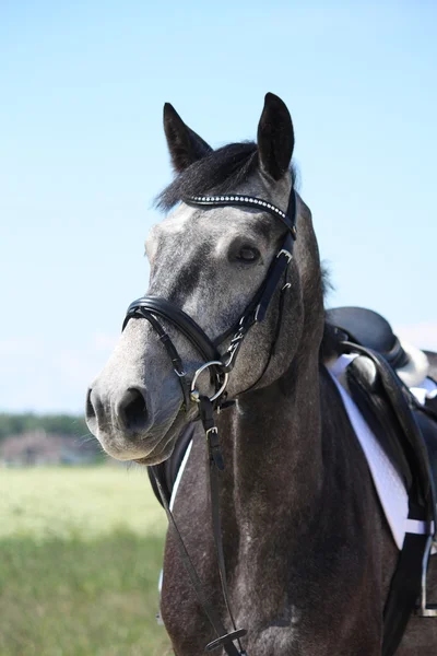 Šedá lotyšský plemeno koně portrét v létě — Stock fotografie