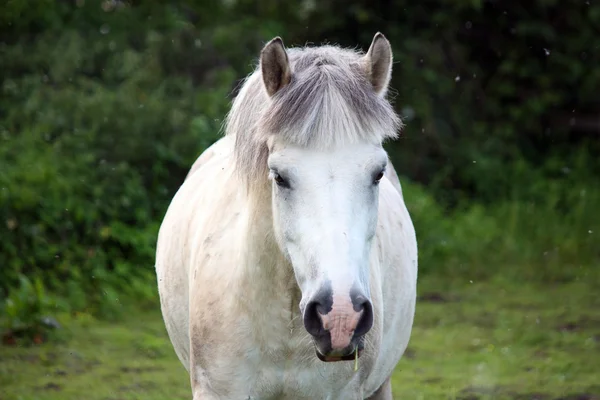 可爱的白色小马 — 图库照片