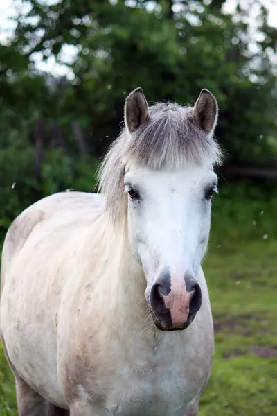 Niedliches weißes Pony — Stockfoto