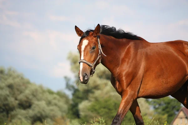 Ritratto cavallo marrone in estate — Foto Stock