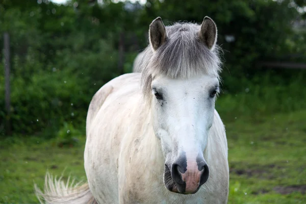 Sød hvid pony - Stock-foto