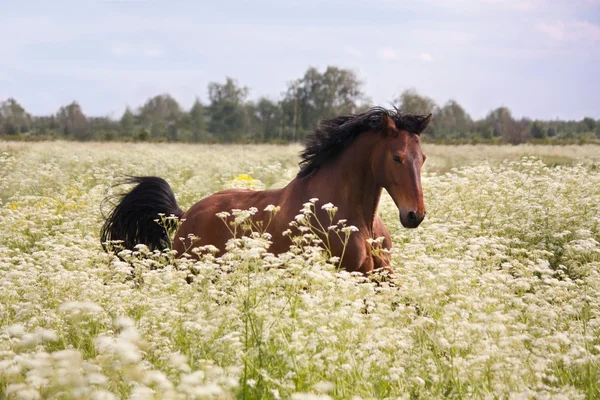 Bay Horse courir au champ avec des fleurs — Photo