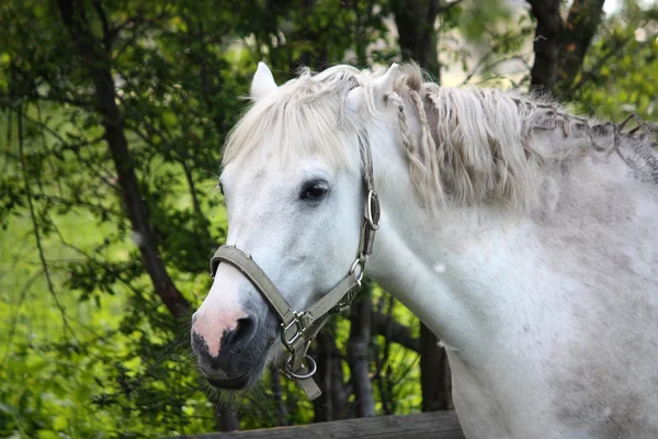 可爱的白色小马 — 图库照片