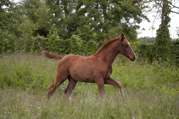 Brown foal galloping at the pasture — Stock Photo, Image