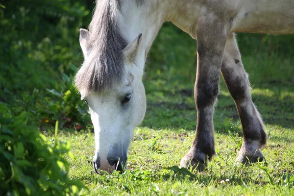 Lindo pony de shetland en el pasto — Foto de Stock