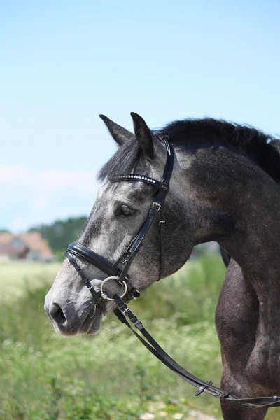 Šedá lotyšský plemeno koně portrét v létě — Stock fotografie