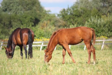 Yaz aylarında yayla atları