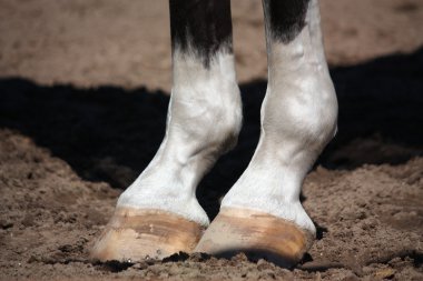 Close up of horse legs clipart