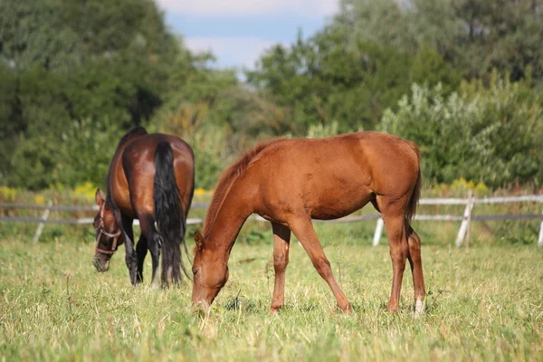 A nyári legelőn Lovai — Stock Fotó