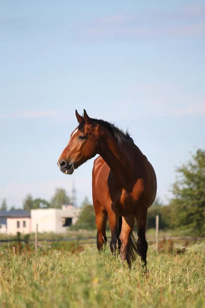 Cavalo castanho no pasto — Fotografia de Stock