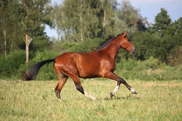 Beautiful bay horse running at the field — Stock Photo, Image