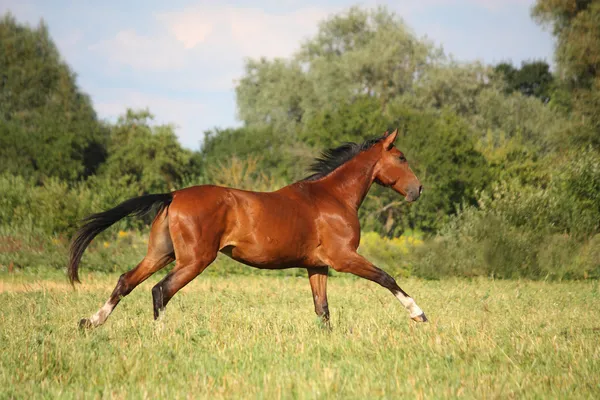 Mooie baai paard uitgevoerd op het veld — Stockfoto