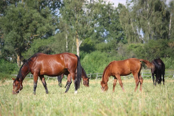 Koně na pastvině v létě — Stock fotografie