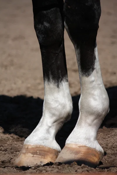 Gros plan des jambes de cheval — Photo