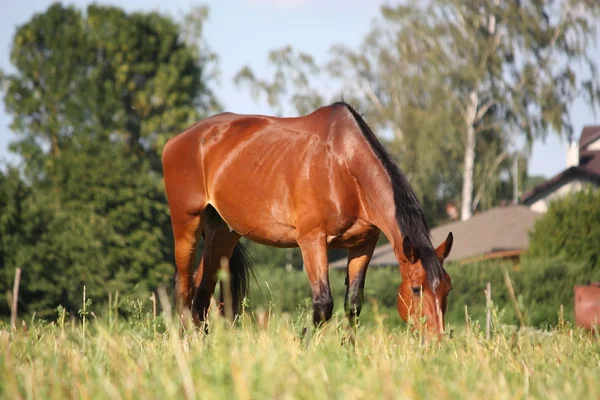 Cavalo castanho no pasto — Fotografia de Stock