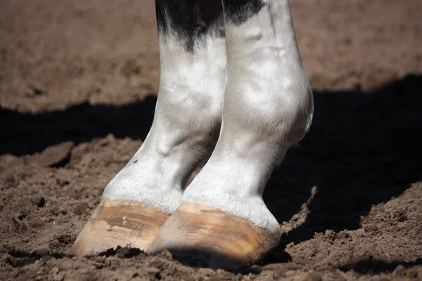 Primer plano de patas de caballo —  Fotos de Stock