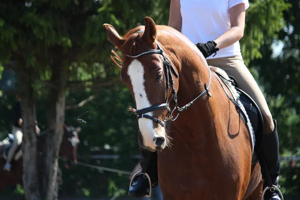 Portret koń kasztan sportu — Zdjęcie stockowe