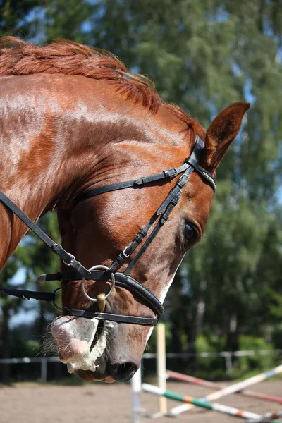 Portrait of chestnut sport horse — Stock Photo, Image