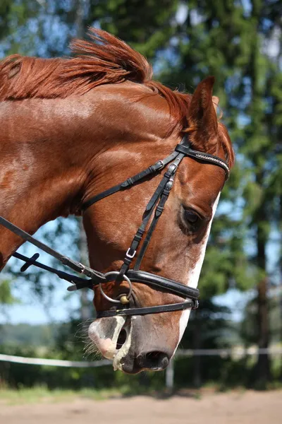 Retrato de castaño caballo deportivo — Foto de Stock