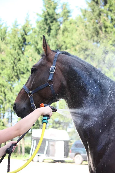 Коричневая лошадь вымывают — стоковое фото