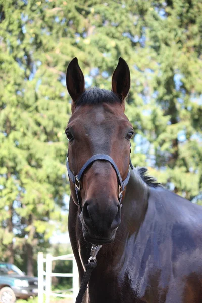 Brown horse portrait after shower — Stock Photo, Image