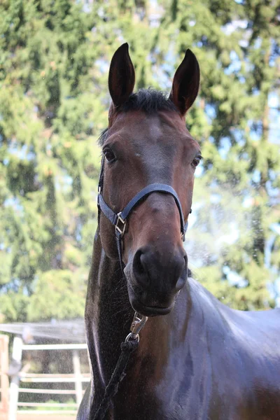 Caballo marrón lavado — Foto de Stock