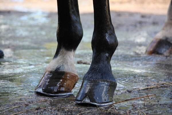Close up of shiny horse hoofs after shower