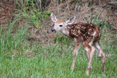 Whitetail geyik yavrusu