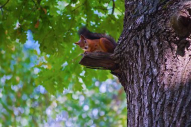 Sincap ağaçta Dsc_0088_1279